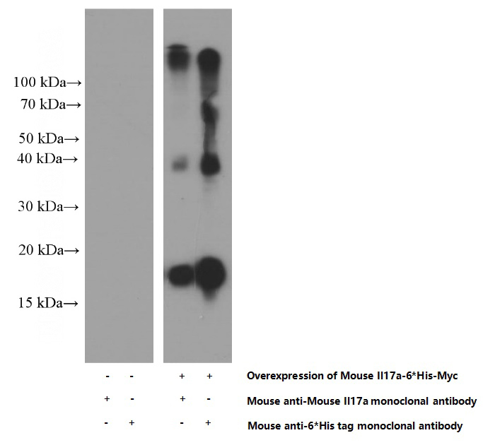 Transfected HEK-293 cells were subjected to SDS PAGE followed by western blot with Catalog No:107383(Il17a Antibody) at dilution of 1:2000