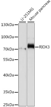 Western blot - RIOK3 Polyclonal Antibody 