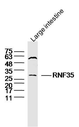 Fig1: Sample: Large intestine (Mouse) Lysate at 40 ug; Primary: Anti-RNF35 at 1/300 dilution; Secondary: IRDye800CW Goat Anti-Rabbit IgG at 1/20000 dilution; Predicted band size: 29 kD; Observed band size: 29 kD