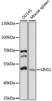 Western blot - LINS1 Polyclonal Antibody 