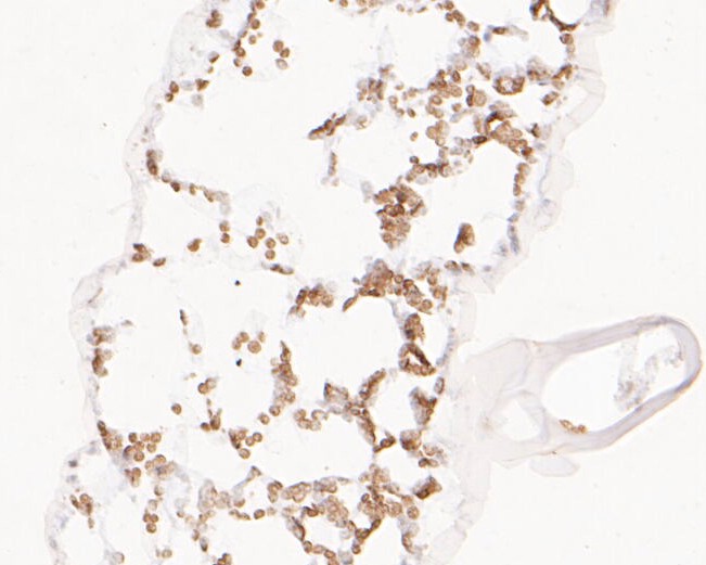 Fig2: Immunohistochemical analysis of paraffin-embedded A. thaliana tissue using anti-BLOS1 antibody. The section was pre-treated using heat mediated antigen retrieval with Tris-EDTA buffer (pH 8.0-8.4) for 20 minutes.The tissues were blocked in 5% BSA for 30 minutes at room temperature, washed with ddH2O and PBS, and then probed with the primary antibody ( 1/50) for 30 minutes at room temperature. The detection was performed using an HRP conjugated compact polymer system. DAB was used as the chromogen. Tissues were counterstained with hematoxylin and mounted with DPX.