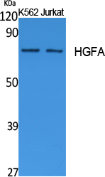 Fig1:; Western Blot analysis of extracts from K562, Jurkat cells, using HGFA Polyclonal Antibody.. Secondary antibody（catalog#: HA1001) was diluted at 1:20000