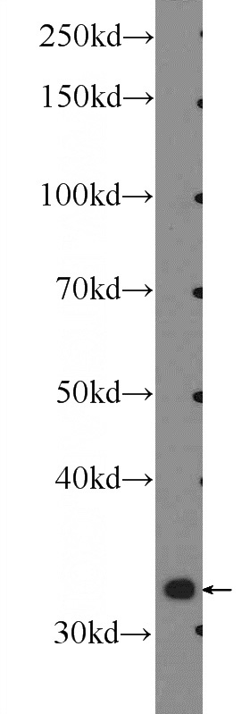 mouse kidney tissue were subjected to SDS PAGE followed by western blot with Catalog No:112625(MIOX Antibody) at dilution of 1:300