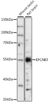 Western blot - EFCAB3 Polyclonal Antibody 