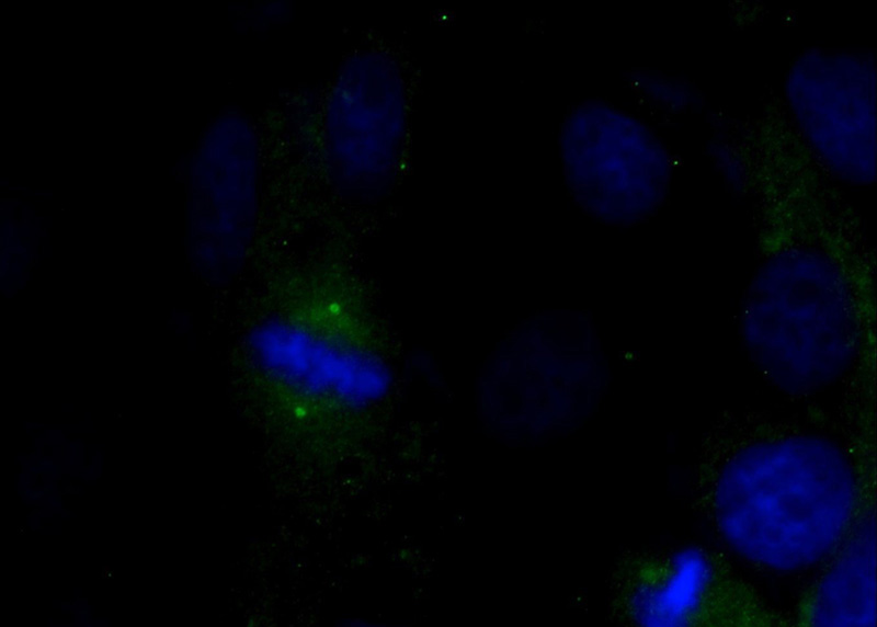 Immunofluorescent analysis of MDCK cells using Catalog No:110859(tubulin-gamma Antibody) at dilution of 1:50 and Alexa Fluor 488-congugated AffiniPure Goat Anti-Rabbit IgG(H+L)
