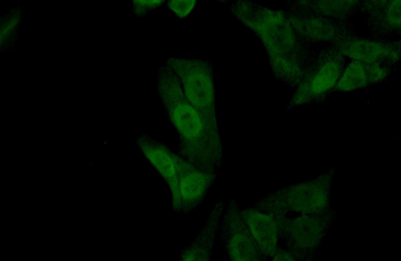 Immunofluorescent analysis of HepG2 cells using Catalog No:108138(APEX1 Antibody) at dilution of 1:50 and Alexa Fluor 488-congugated AffiniPure Goat Anti-Rabbit IgG(H+L)