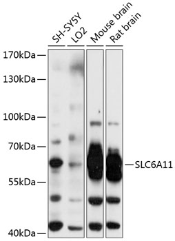 Western blot - SLC6A11 Polyclonal Antibody 
