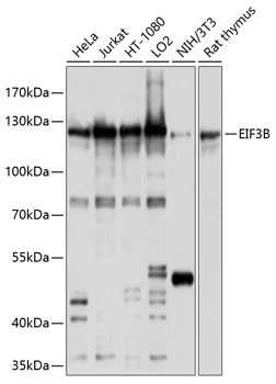 Western blot - EIF3B Polyclonal Antibody 