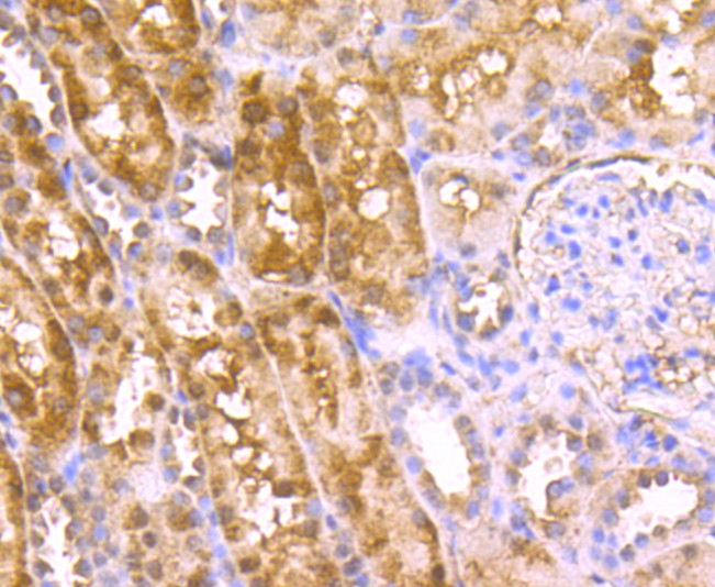 Fig5: Immunohistochemical analysis of paraffin-embedded human kidney tissue using anti-C12orf51 antibody. Counter stained with hematoxylin.