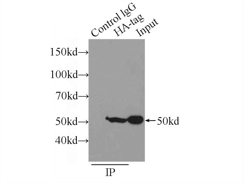 IP Result of anti-HA-tag (IP:Catalog No:117325, 5ug; Detection:Catalog No:117325 1:5000) with Transfected HEK-293 cells lysate 400ug.