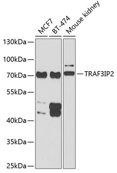 Western blot - TRAF3IP2 Polyclonal Antibody 
