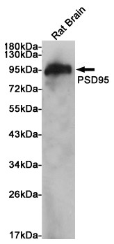 Western blot analysis of extracts from rat brain using PSD95 Rabbit pAb at 1:1000 dilution. Predicted band size: 90kDa. Observed band size: 90kDa.