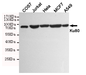 Western blot detection of Ku80 in COS7,Jurkat,Hela,MCF7 and A549 cell lysates using Ku80 mouse mAb (1:1000 diluted). Predicted band size:86KDa. Observed band size:86KDa.