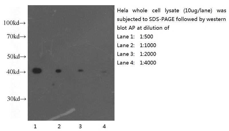 Western blot of Hela cell with anti-Actin-Beta (Catalog No:117305) at various dilutions.
