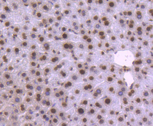 Fig5:; Immunohistochemical analysis of paraffin-embedded mouse liver tissue using anti-Histone H2B antibody. The section was pre-treated using heat mediated antigen retrieval with Tris-EDTA buffer (pH 8.0-8.4) for 20 minutes.The tissues were blocked in 5% BSA for 30 minutes at room temperature, washed with ddH; 2; O and PBS, and then probed with the primary antibody ( 1/50) for 30 minutes at room temperature. The detection was performed using an HRP conjugated compact polymer system. DAB was used as the chromogen. Tissues were counterstained with hematoxylin and mounted with DPX.