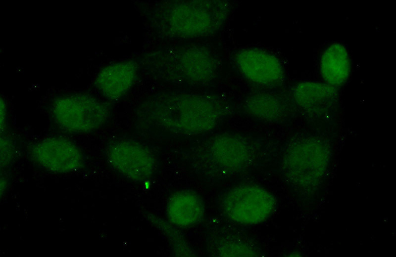Immunofluorescent analysis of (10% Formaldehyde) fixed A431 cells using Catalog No:113296(NOL6 Antibody) at dilution of 1:50 and Alexa Fluor 488-congugated AffiniPure Goat Anti-Rabbit IgG(H+L)
