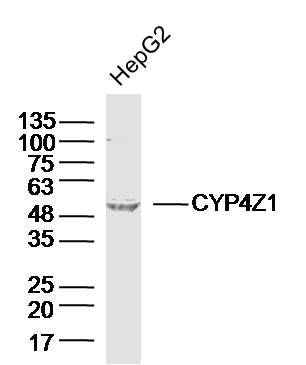 Fig1: Sample: HepG2 (Human)Cell Lysate at 40 ug; Primary: Anti-CYP4Z1 at 1/300 dilution; Secondary: IRDye800CW Goat Anti-RabbitIgG at 1/20000 dilution; Predicted band size: 59kD; Observed band size: 59kD