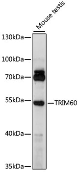 Western blot - TRIM60 Polyclonal Antibody 