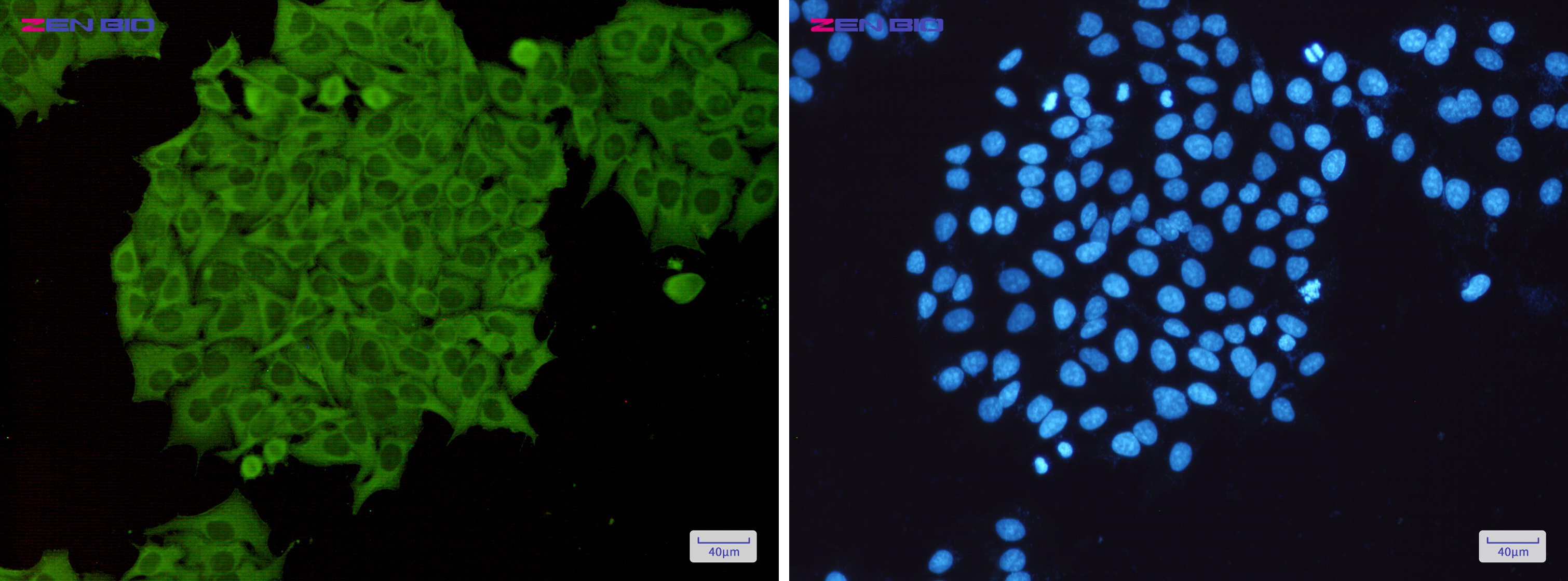 Immunocytochemistry of Rho A/B/C(green) in Hela cells using Rho A/B/C Rabbit pAb at dilution 1/50, and DAPI(blue)