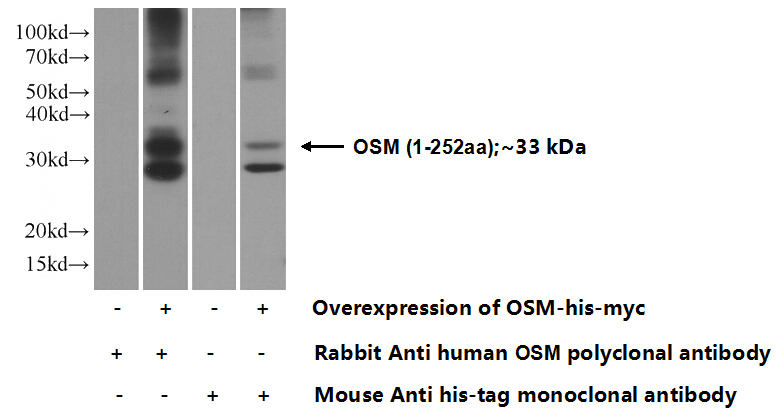 Transfected HEK-293 cells were subjected to SDS PAGE followed by western blot with Catalog No:113440(OSM Antibody) at dilution of 1:1000