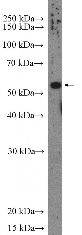 MCF-7 cells were subjected to SDS PAGE followed by western blot with Catalog No:108988(CCDC77 Antibody) at dilution of 1:600