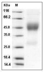 Rat Neurexophilin-1 / NXPH1 Protein (His Tag) SDS-PAGE