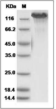 Mouse CHL-1 Protein (His Tag) SDS-PAGE