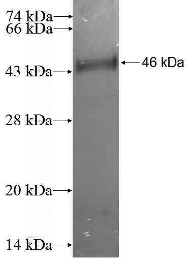 Recombinant Human UBL4B SDS-PAGE