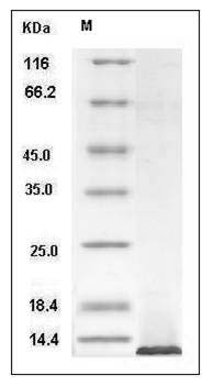 Human IGF1 / IGF-I Protein SDS-PAGE