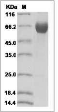C10orf54 protein SDS-PAGE
