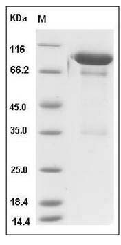 Mouse PGRL / IGSF8 Protein (Fc Tag) SDS-PAGE