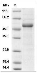 Mouse IFNA4 / Interferon alpha-4 Protein (Fc Tag) SDS-PAGE