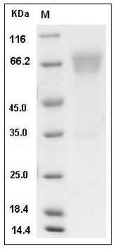 Mouse B7-H4 / B7S1 / B7x Protein (Fc Tag) SDS-PAGE
