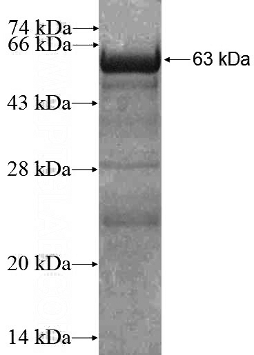 Recombinant Human PDE1A SDS-PAGE