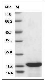 Canine IL33 / Interleukin-33 / NF-HEV Protein SDS-PAGE