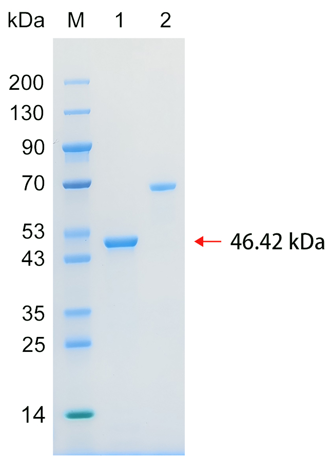 Recombinant DCAF1 protein (His tag) SDS-PAGE