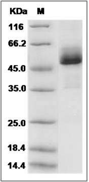 Mouse XEDAR / EDA2R Protein (Fc Tag) SDS-PAGE