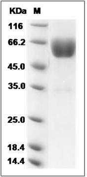 Cynomolgus TGFBR2 Protein (Fc Tag) SDS-PAGE