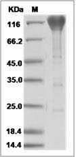 Cynomolgus / Rhesus PDGFRB / CD140b Protein (Fc Tag)