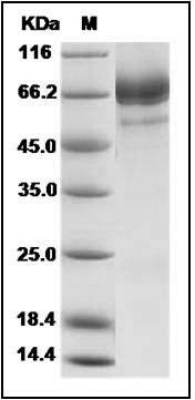 Novel coronavirus (HCoV-EMC/2012) Spike Protein S2 (aa 726-1296, His Tag) SDS-PAGE