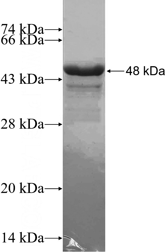 Recombinant Human TRIM59 SDS-PAGE