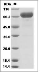 Human IL-12 Protein (IL12A & IL12B Heterodimer) Protein (His Tag)
