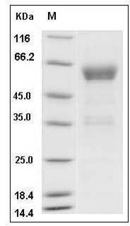 Mouse PILRB1 Protein (Fc Tag) SDS-PAGE