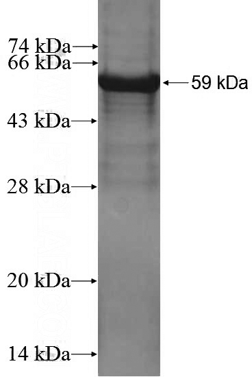 Recombinant Human FAM135B SDS-PAGE