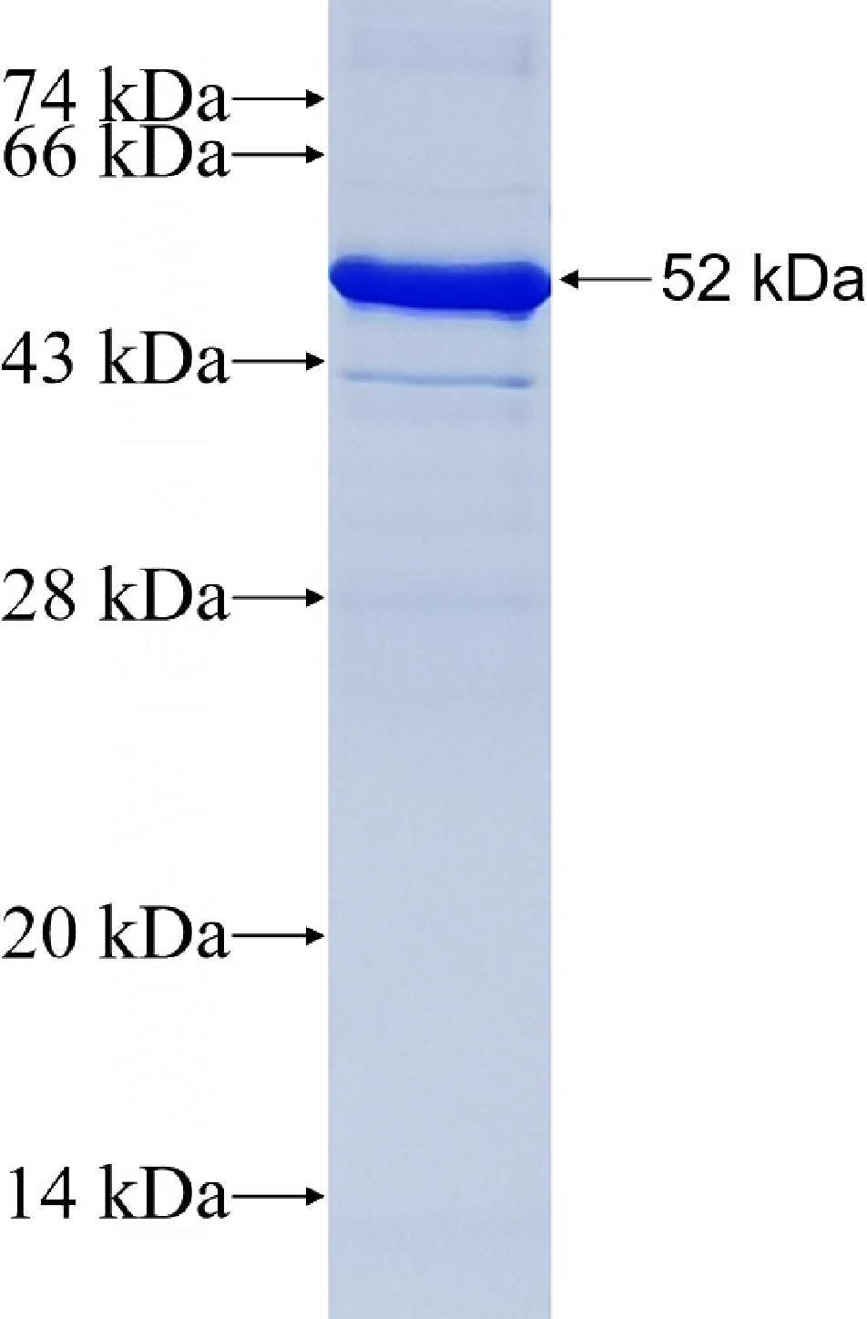 Human P53 Recombinant protein (GST tag)