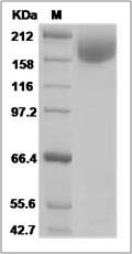 HIV-1 gp140 Protein (group M, subtype A, strain 92UG037.1) (Fc Tag) SDS-PAGE