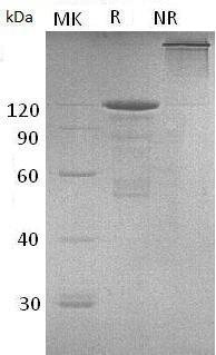 Mouse Cdh3/Cdhp (Fc tag) recombinant protein