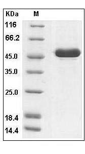 Human IFNA5 / IFNaG / Interferon alpha-G Protein (Fc Tag) SDS-PAGE