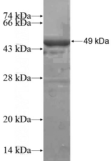 Recombinant Human TUFM SDS-PAGE