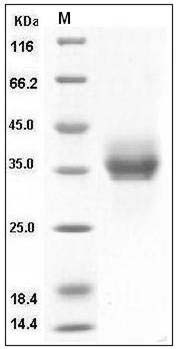 Human EpCAM / TROP-1 / TACSTD1 Protein (His Tag) SDS-PAGE